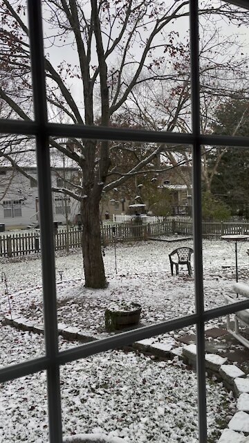 Bluebirds enjoying snowy morning