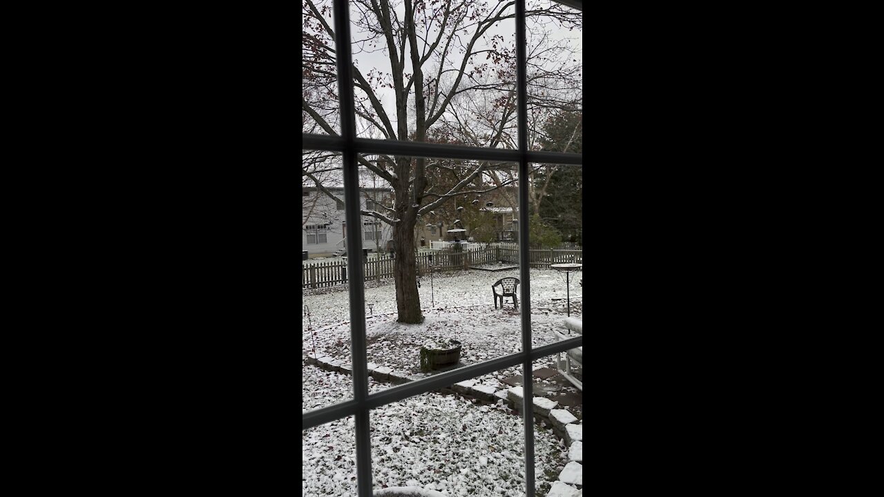 Bluebirds enjoying snowy morning