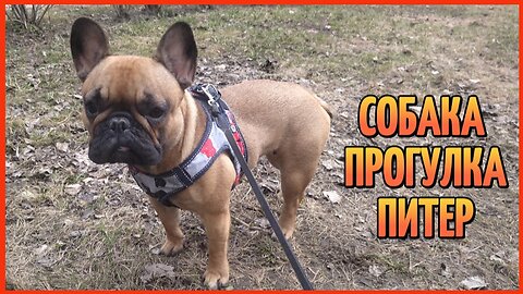 СОБАКА ПРОГУЛКА ПИТЕР