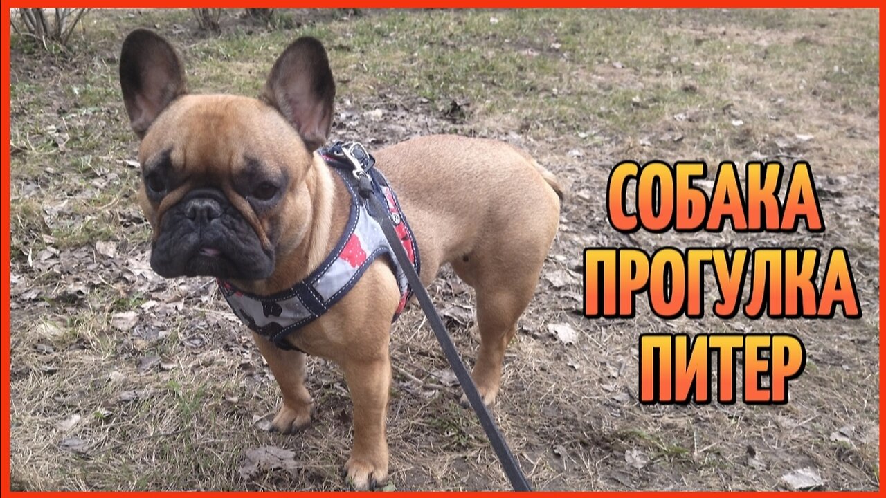 СОБАКА ПРОГУЛКА ПИТЕР