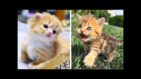 Baby Cats - Cute and Funny Cat Videos