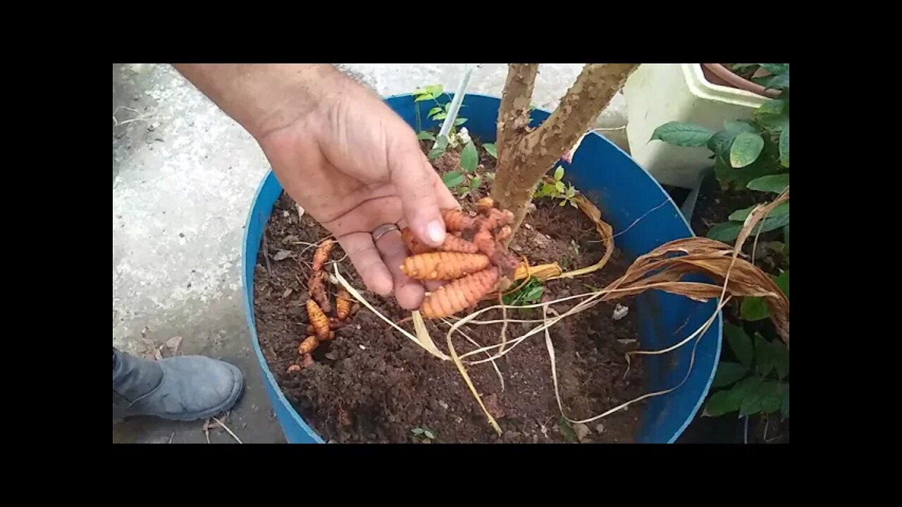 esse tubérculo vai aumentar a sua imunidade e dar saber ao seus alimentos e de fácil cultivo