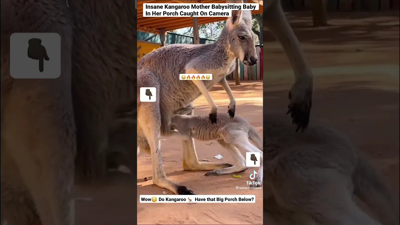 Insane Kangaroo Mother Babysitting Baby In Her Porch Caught On Camera #shorts #animals #kangaroo