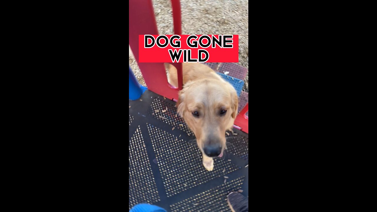 Puppy at the park! (MEDIUM SLIDE DOES HE DO IT?)