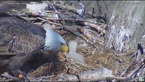 Hays Bald Eagles H16 flips back into the nest cup 2022 03 29 1125am