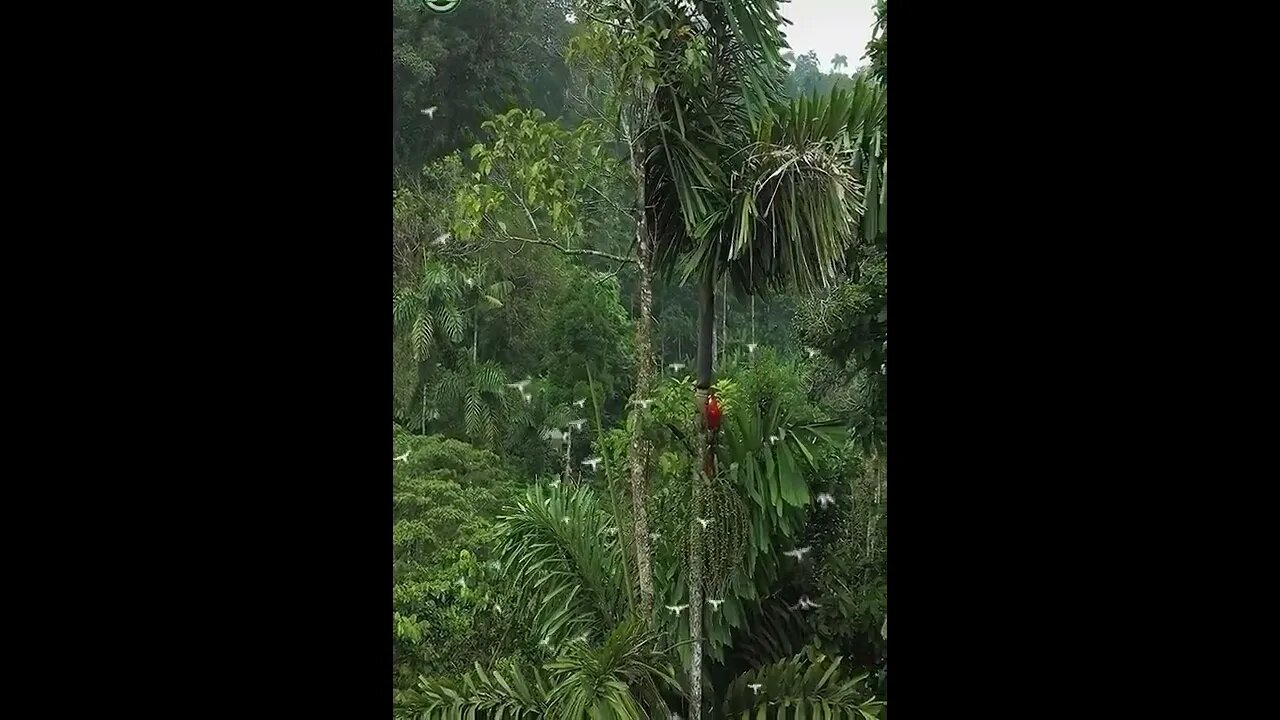 jungle#nature#rainforest#shorts