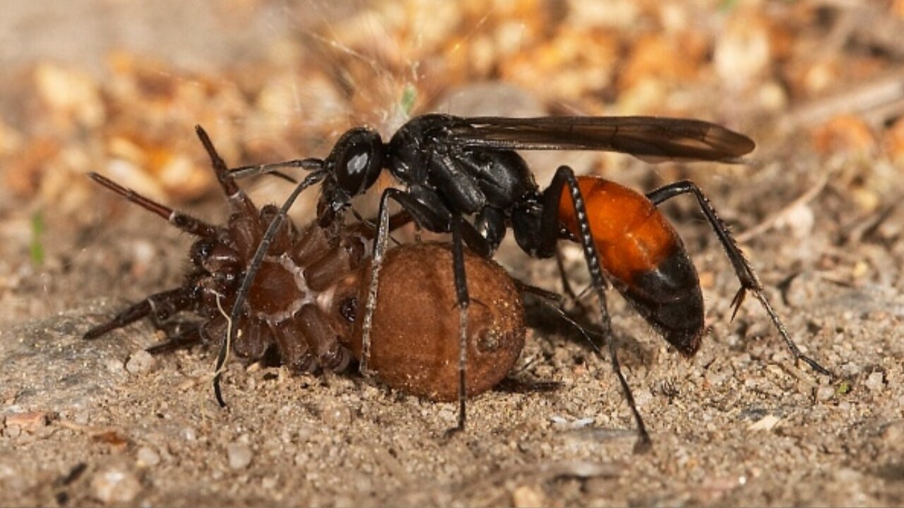 Whhen a tarantula meets its worst predator — a tarantula hawk