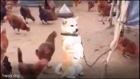 Something big happened. Dogs have become smart. Come and see the amazing things dogs can do