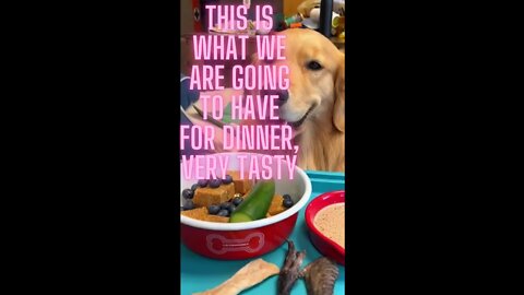 Delicious and rich meal for my wonderful dog #shorts