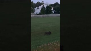 A silver fox in Canada