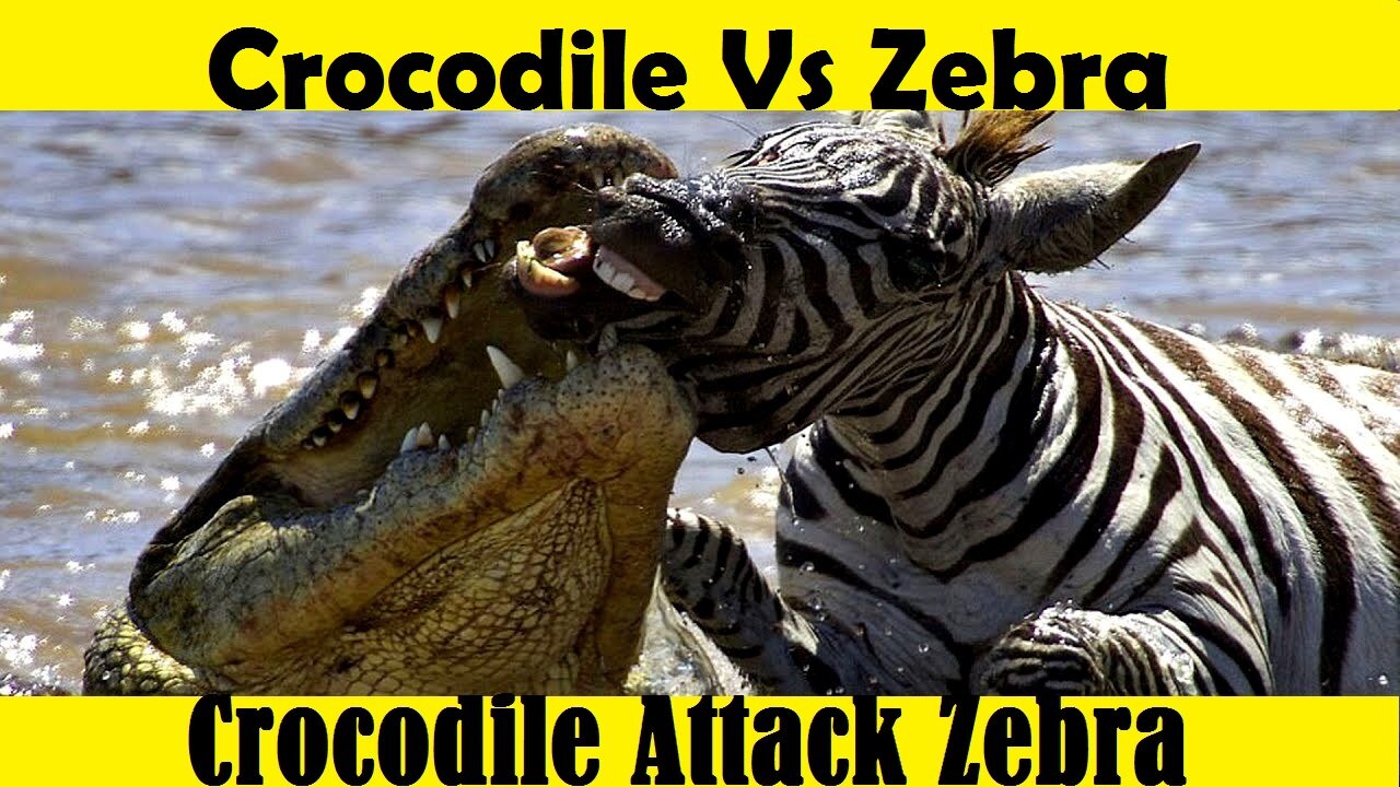 Crocodile Attack Zebra. Crocodile Vs Zebra Fight. (Tutorial Video)