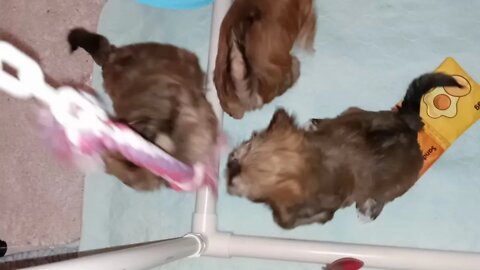 J Litter-The Toy Gym Is Up(1)