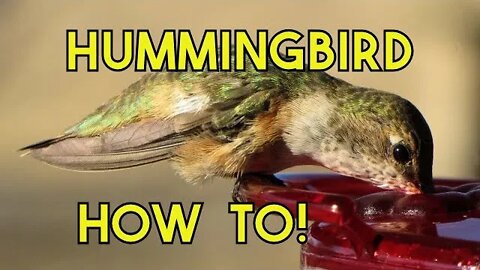 Top Ten Things You Can Do to Attract and Keep Hummingbirds in Your Yard How to Attract Hummingbirds!