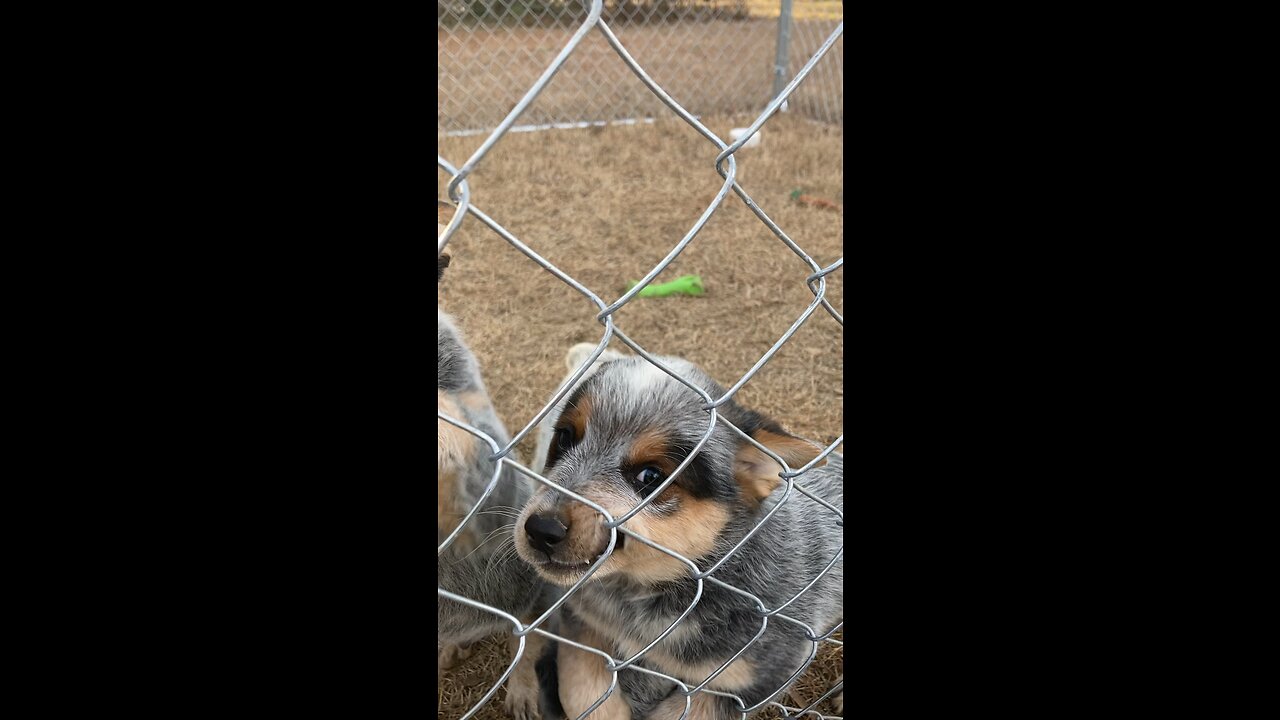 Tess pups 8 weeks.