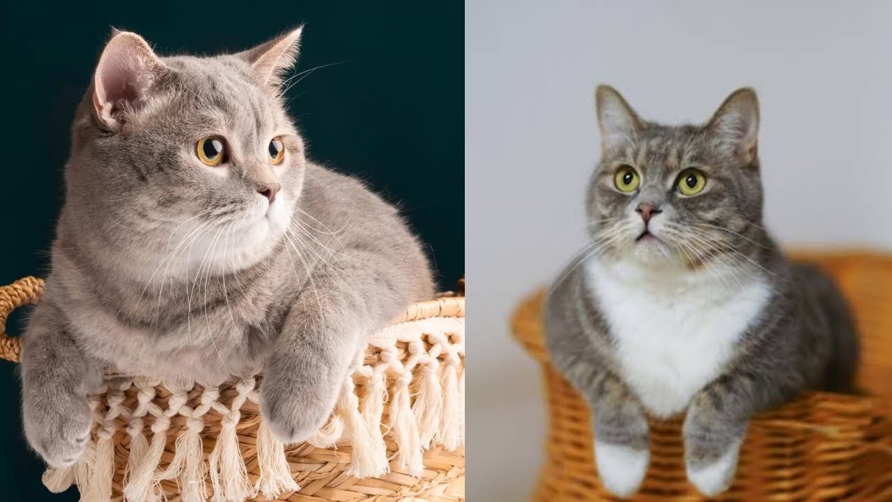 Funny Cat Videos crying out for help complications