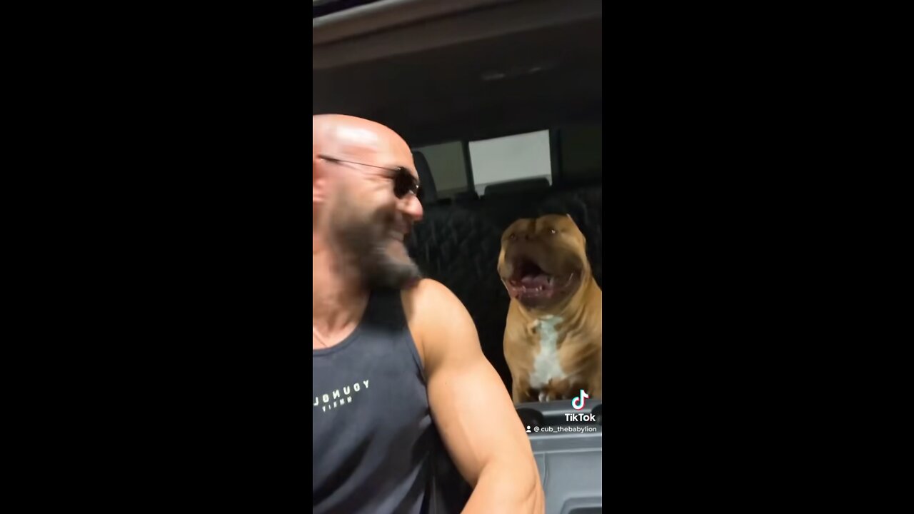 MASSIVE Pit Bull & his owner go for “date night” ice cream 🦁🍦😎