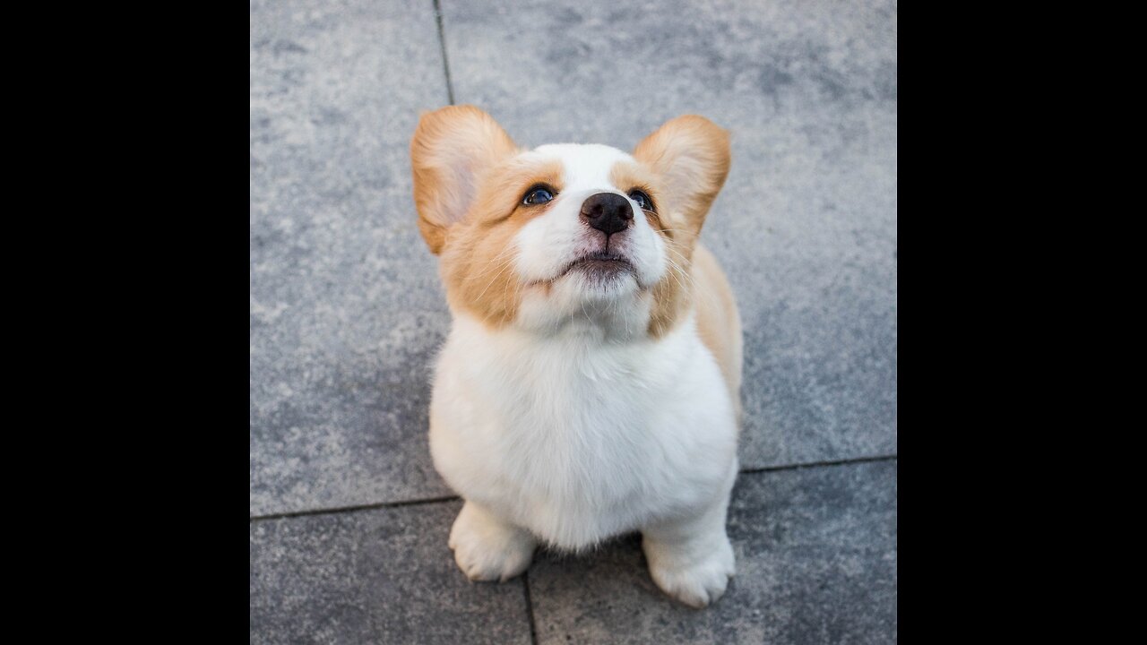 Cute puppies