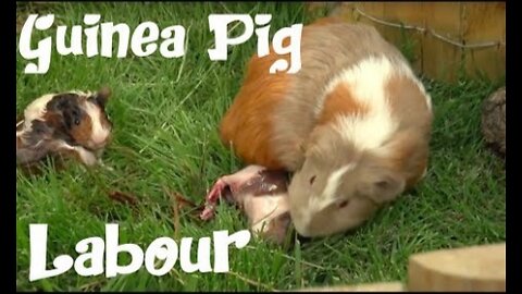 The guinea pig labor - The hard time of 'ANTOÑITO' (little Antonio).