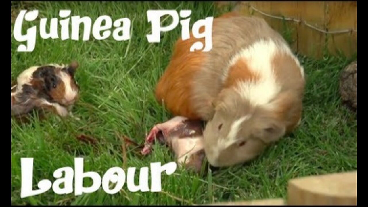 The guinea pig labor - The hard time of 'ANTOÑITO' (little Antonio).