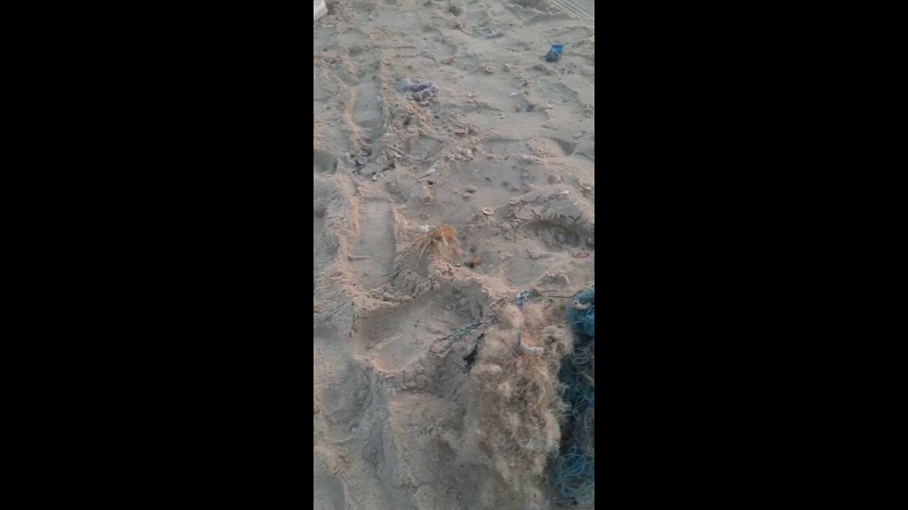Watch how the sea crab escapes only the waterš³