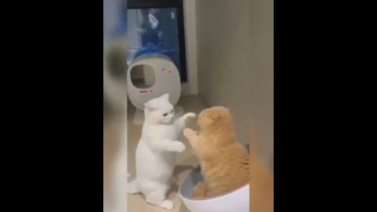 Funny Cats - Funny Cats Life #3