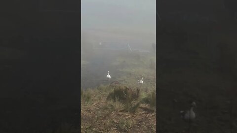 A foggy morning and the geese go on an adventure