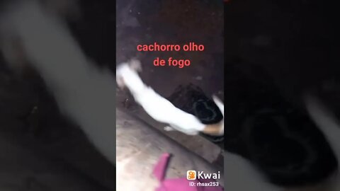 cachorro olho de fogo#shorts