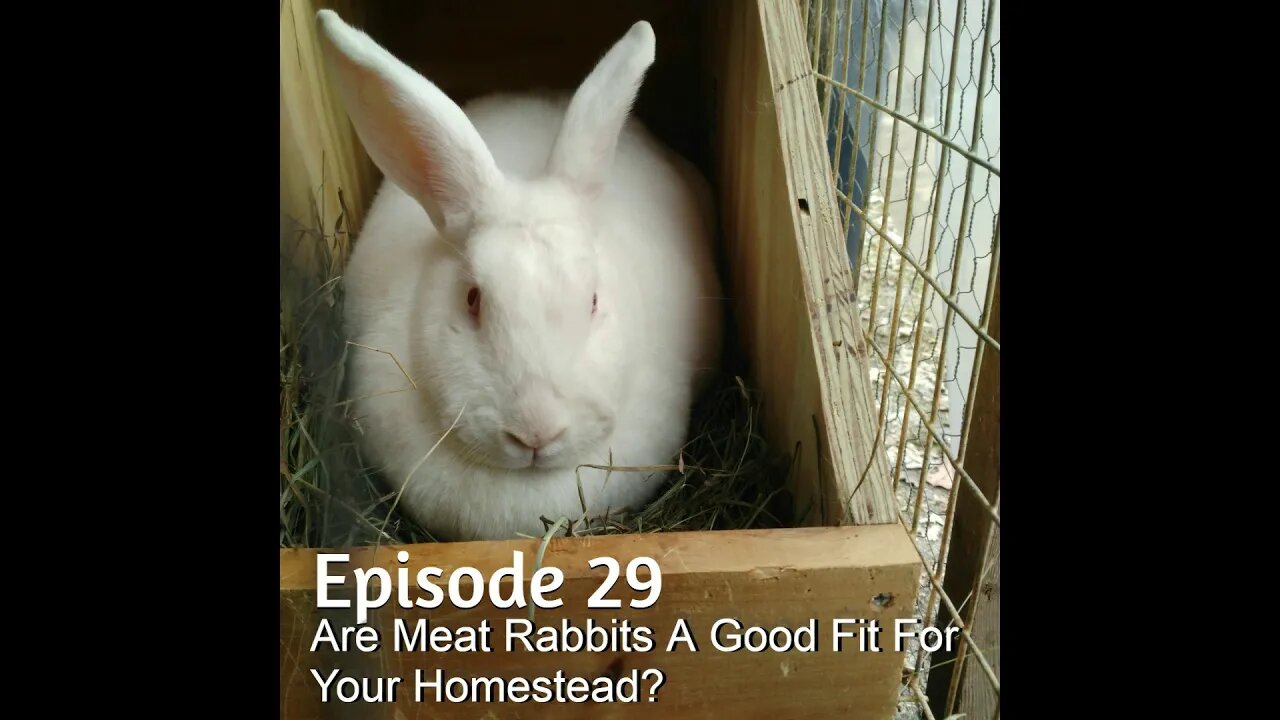 S1E29 Are Meat Rabbits A Good Fit For Your Homestead?