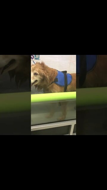 My dog, Libby, RAWKS her first hydrotherapy session 😎
