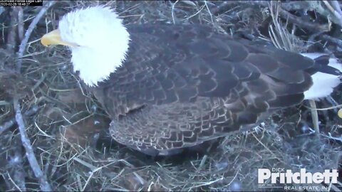 Congratulations Harriet and M on egg #4! 6:45 pm 2-25-20