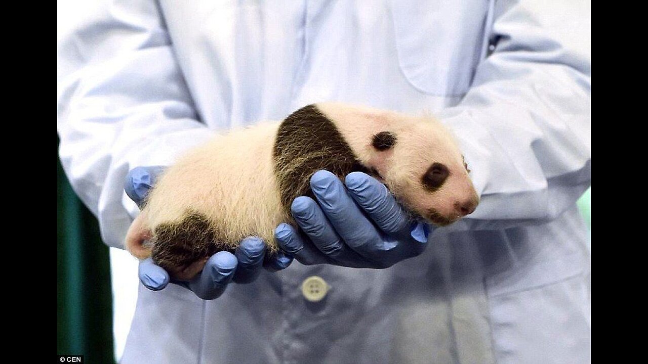 Panda baby development from birth to 3 months