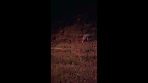 Adorable and Scared Fawn