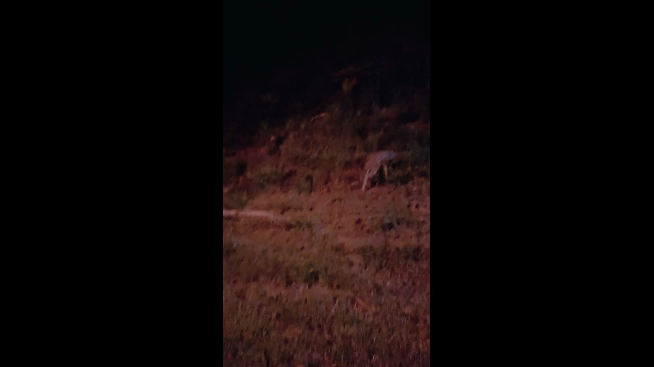 Adorable and Scared Fawn