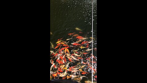 koi fish