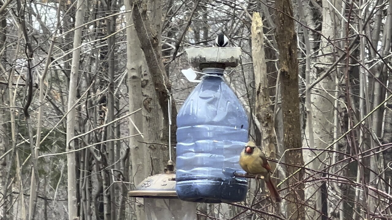 Female Cardinal James Gardens Toronto