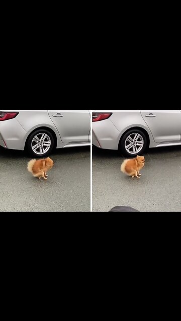 Tiny Dog's Comical Attempt To Answer Nature's Call On A Windy Day