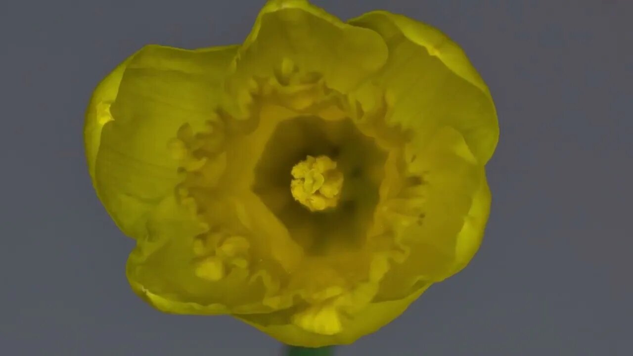 Beachfront B Roll Daffodil Blooming Free to Use HD Stock Video Footage