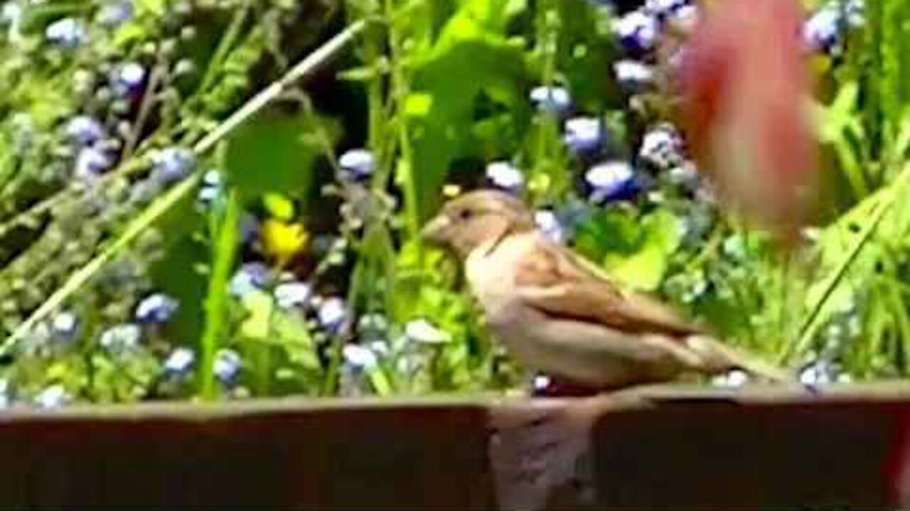 IECV NV #367 - 👀 House Sparrows 🐤🐤 At The Orange Glass Feeder 5-29-2017