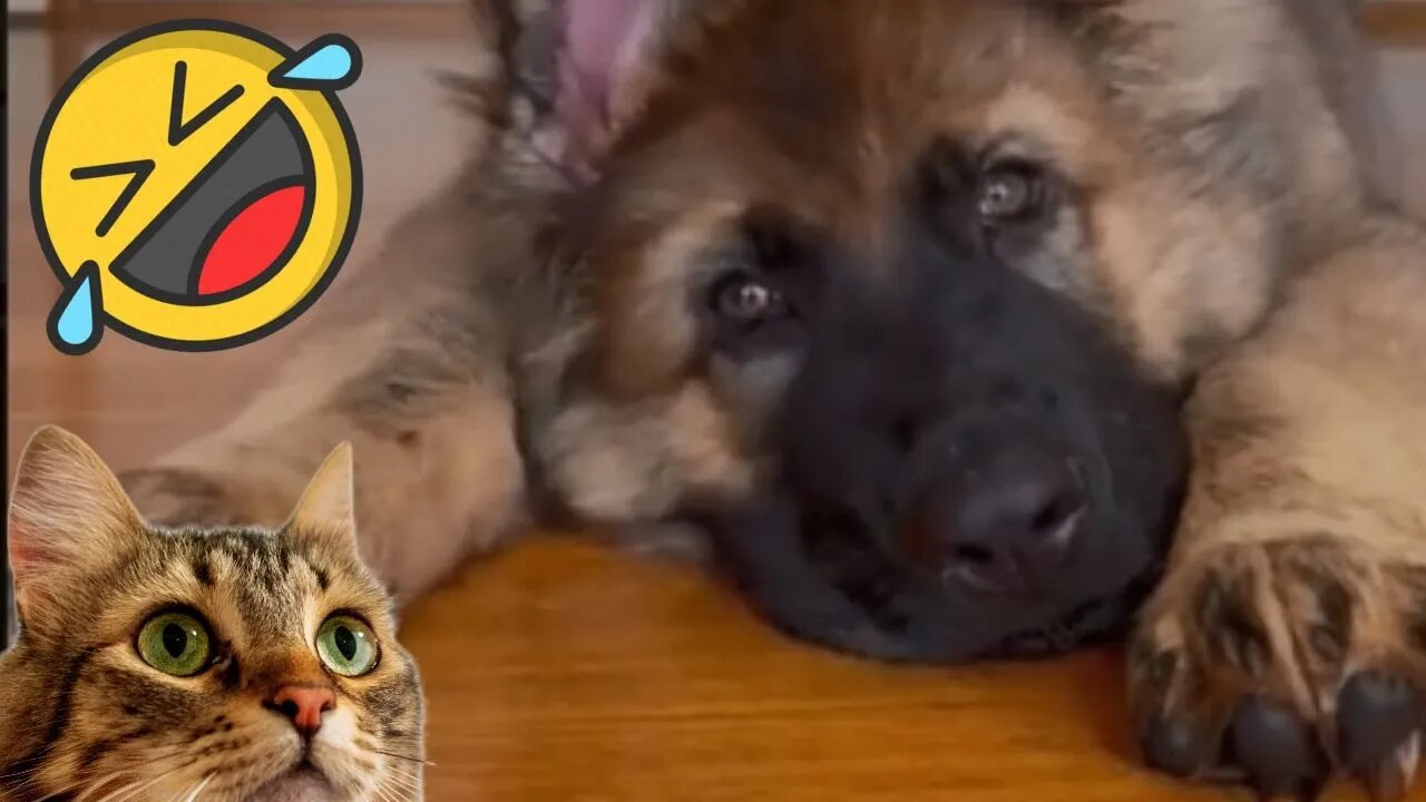 Funny Animals Video 2022 😂 Best Cats and Dogs Videos 😻🐶 #40