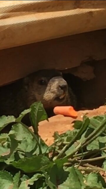 Groundhog Sees Carrot’s Shadow