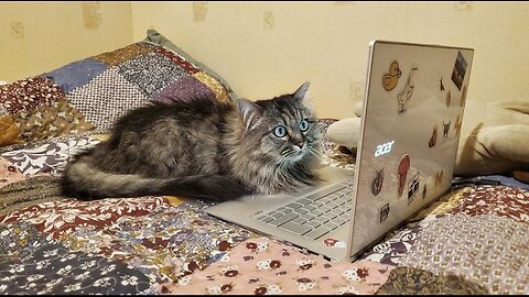 Funny animal video, funny cat video funny kittens