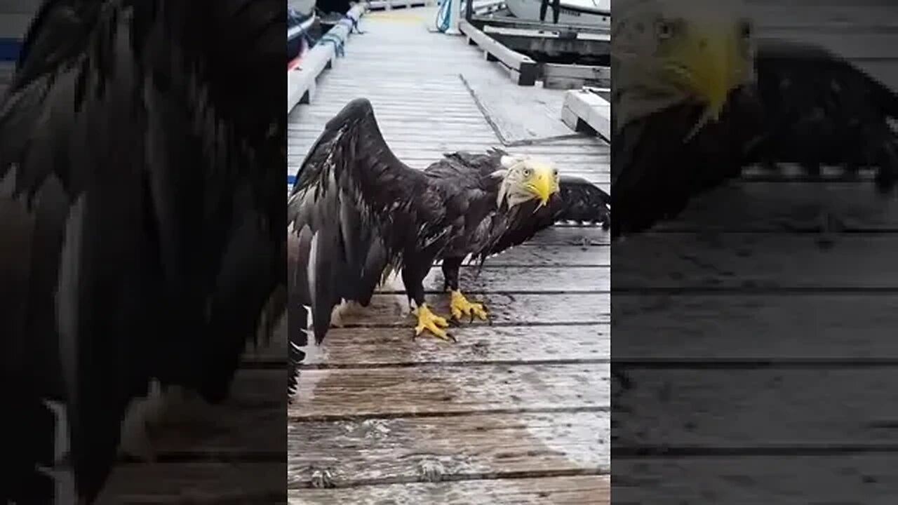 Rescuing a Bald Eagle