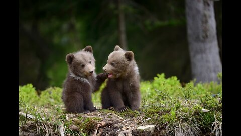 How bears live in the wild