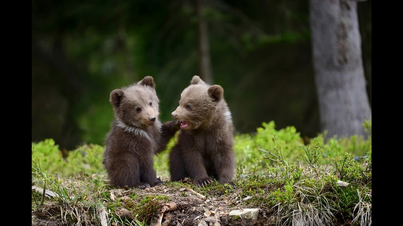 How bears live in the wild