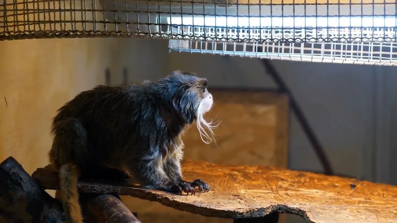 Emperor Tamarins or Saguinus imperators in the cage