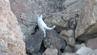 Our Cats #34 #shorts - Up Steep Mountain Trail with Cats