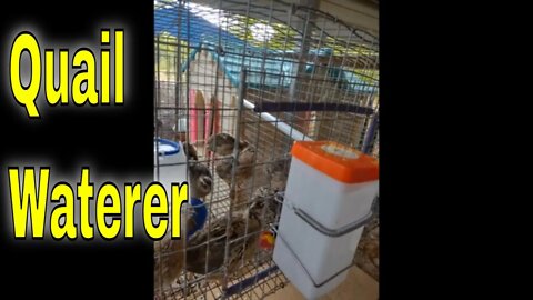 The New Quail Waterer