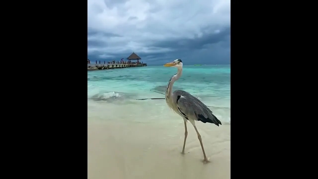 Maldives / Мальдивы / Ocean sound / relaxing #NatureShortsVideo