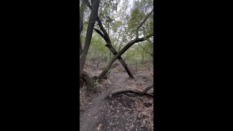 Tree X on Trail