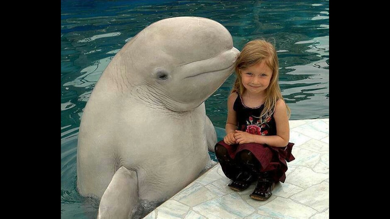 Belunga_whale kissing a kid😍